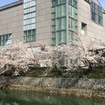 STARBUCKS COFFEE - 平安神宮大鳥居近くの桜