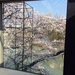 米増 - 今年の豊中の桜❣️