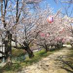 米増 - 住んでた頃は、ここで毎年花見弁当❣️