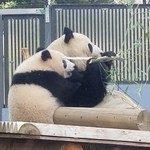 上野動物園 プチカメレオン - 