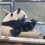 上野動物園 プチカメレオン - 