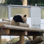 上野動物園 プチカメレオン - 