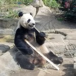 上野動物園 プチカメレオン - 