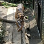 上野動物園 プチカメレオン - 