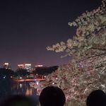 CoCo Craft - 食後は夜桜