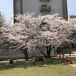 83334443 - キャンパス内の桜