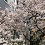 サザエ本店 - 桜