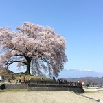 マウンテン＊マウンテン - 平成最後の王仁塚の名桜