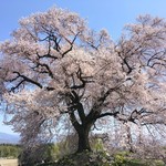 マウンテン＊マウンテン - エドヒガンサクラの巨木