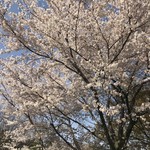 そば舎 あお - 咲き誇る桜