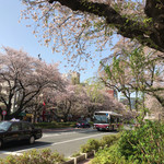 天ぷら  やました - 国立の桜並木