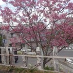 網元の宿 ろくや - いすみ鉄道の桜