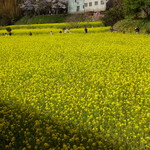網元の宿 ろくや - 小湊鉄道の菜の花