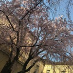 御菓子司 塩芳軒 - 京都府庁の桜もええ感じに咲いてました