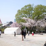 お休み処 芝縁 - 増上寺内境内の美しい桜