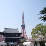 お休み処 芝縁 - 増上寺内境内の美しい桜