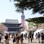 お休み処 芝縁 - 増上寺内境内の美しい桜