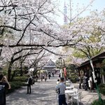 お休み処 芝縁 - 増上寺内境内の美しい桜吹雪