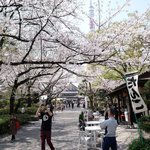 お休み処 芝縁 - 増上寺内境内の美しい桜吹雪