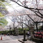 お休み処 芝縁 - 増上寺内境内の美しい桜