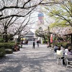 お休み処 芝縁 - 増上寺内境内の美しい桜