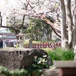 お休み処 芝縁 - 店内の窓から見える美しい桜吹雪