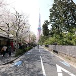 お休み処 芝縁 - 増上寺内境内の美しい桜