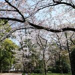 お休み処 芝縁 - 増上寺内境内の美しい桜