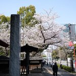 お休み処 芝縁 - 増上寺内境内の美しい桜