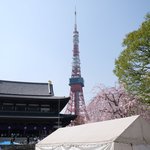 お休み処 芝縁 - 増上寺内境内の美しい桜