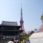 お休み処 芝縁 - 増上寺内境内の美しい桜