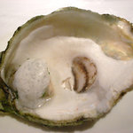 ヌーダ - 牡蠣