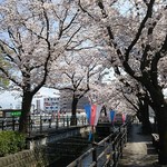 くつろぎの邸 くにたち - 旅館前近津用水に並ぶ桜