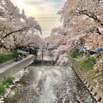 Miso Oden Kurosawa - 五条川の桜 散りゆく桜もまた美しい