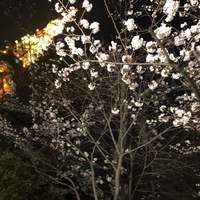 東京 芝 とうふ屋うかい - 