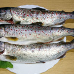 山の仙人 淳  - 天然のあまご（25cm級）