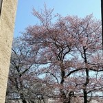自由学園明日館 - 窓から見える桜