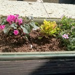 自由学園明日館 - 