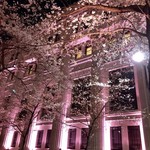 ラ ペ - 三井本館のライトアップと日本橋桜通りの桜