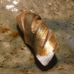 寿し おおはた - 