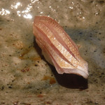 寿し おおはた - 