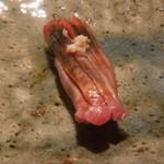 寿し おおはた - 