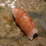 寿し おおはた - 