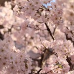 Kou dai - 良くある綺麗に見える桜のショット