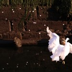 幸大 弘明寺店 - 桜吹雪と中々居ない鶏（らしい）桜舞い飛び立つタイミングは良いのだが如何せん構図が悪い