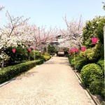 がんこ 和歌山六三園 - 桜を見ながら
