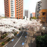 La Brianza - 目前の六本木さくら坂の桜