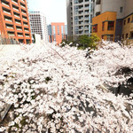 目前の六本木さくら坂の桜