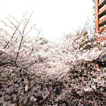 La Brianza - 目前の六本木さくら坂の桜