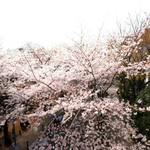 目前の六本木さくら坂の桜